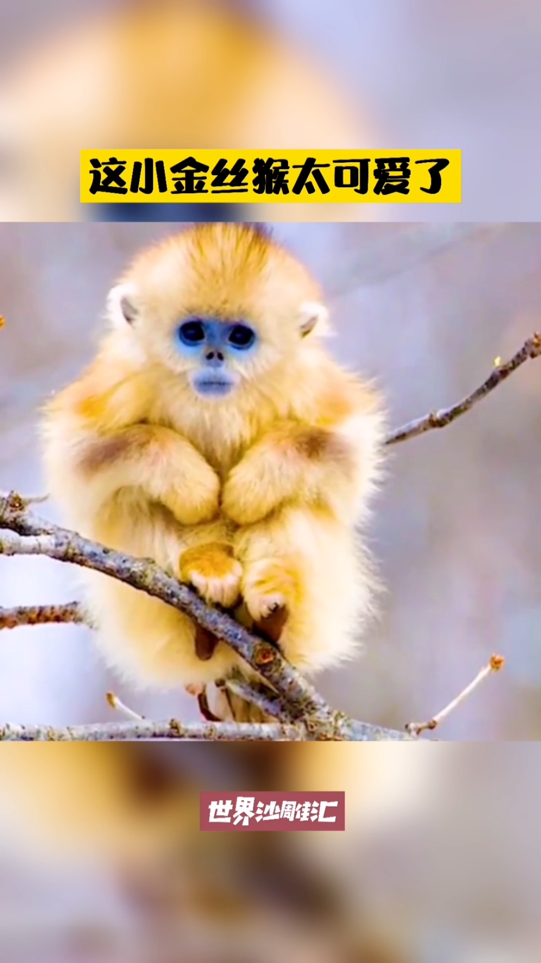 我要上热门#这小金丝猴太可爱了