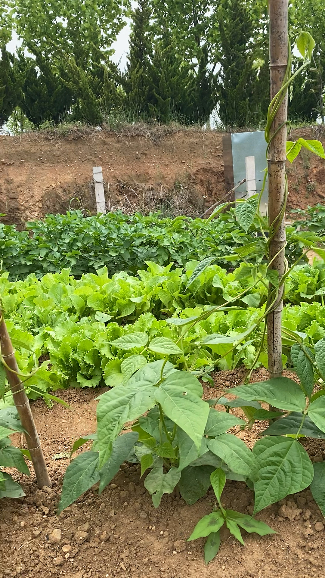 乡村生活#坐落在城市旁边一分地的小菜园.