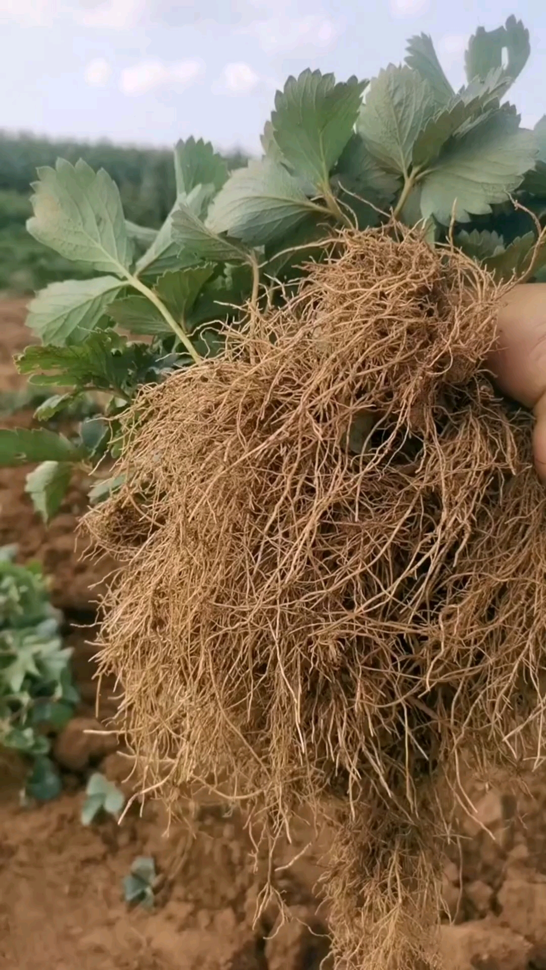 根系发达苗木粗壮移栽成活好花芽分化好的假植苗