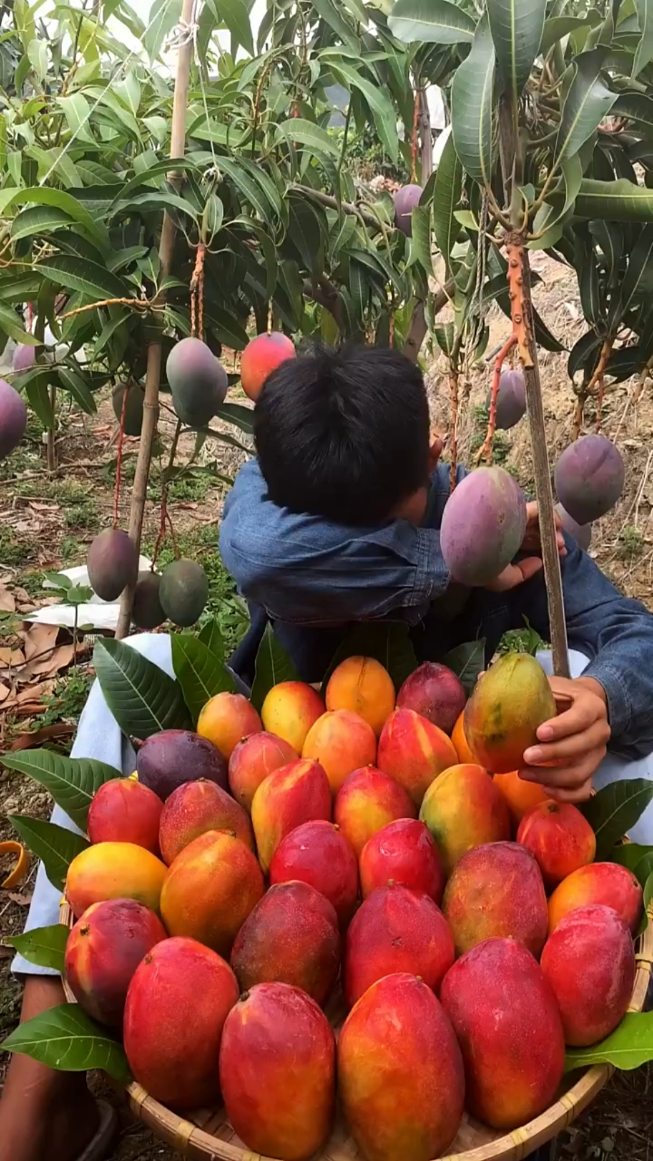 攀枝花彩虹芒果#三农助力
