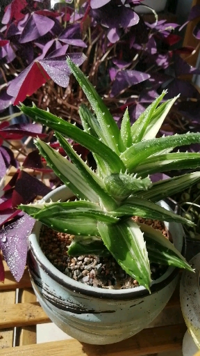 我的小花园#不夜城芦荟锦还好养