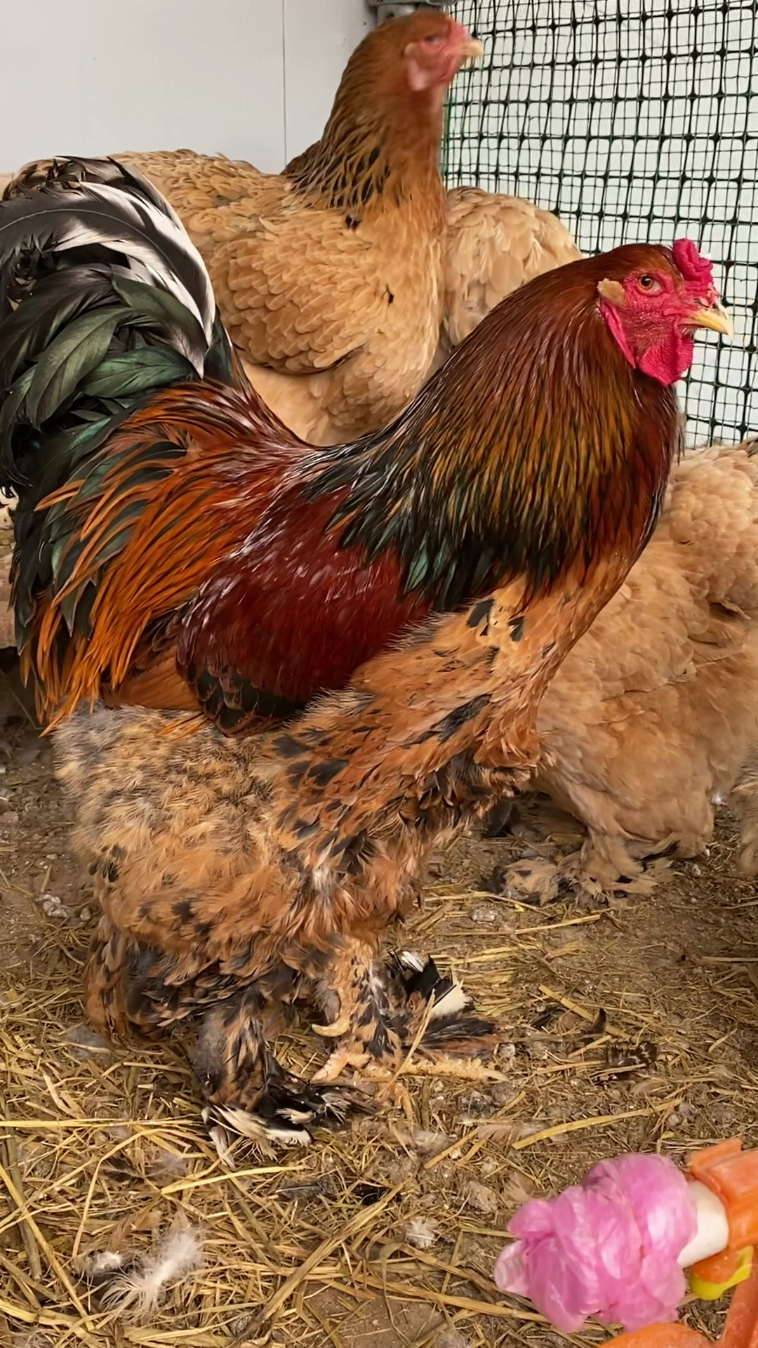 大红袍婆罗门鸡