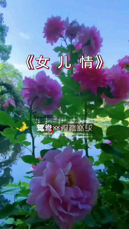 经典老歌#《女儿情》可惜圣僧负重任,未能与国王携手双飞.