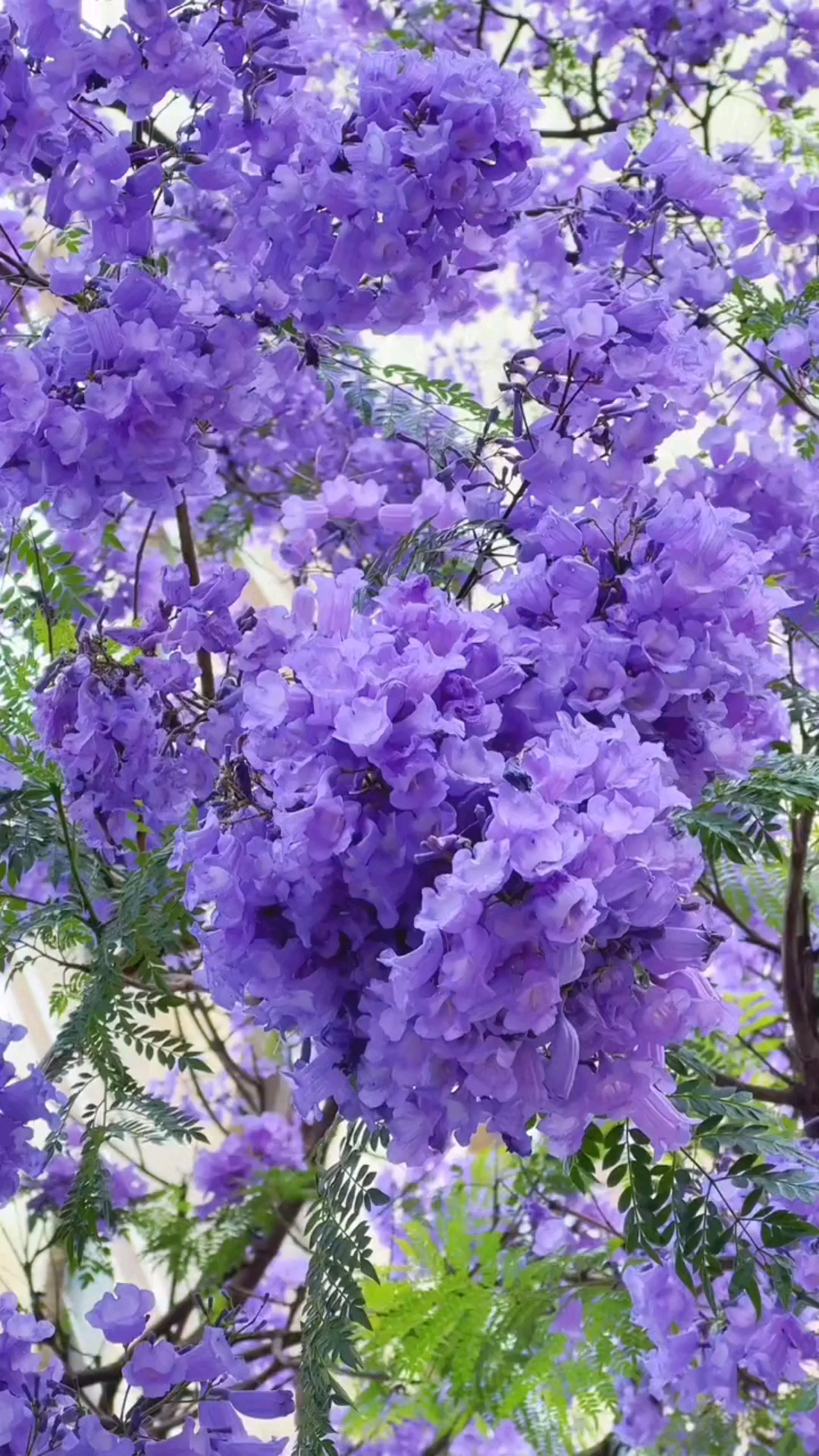 醉美蓝花楹,紫色的浪漫你们喜欢这样的花吗?