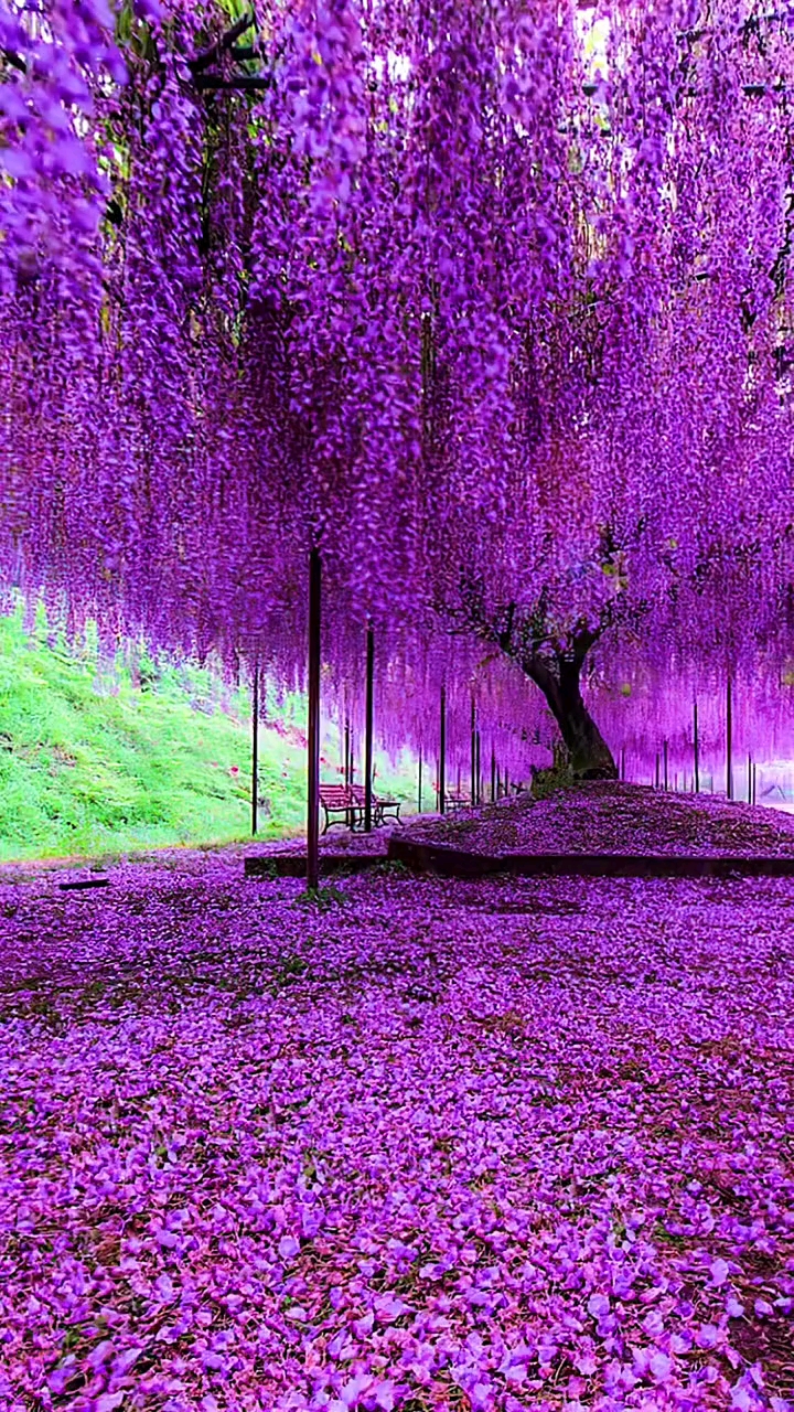 喜欢紫色的人通常追求完美