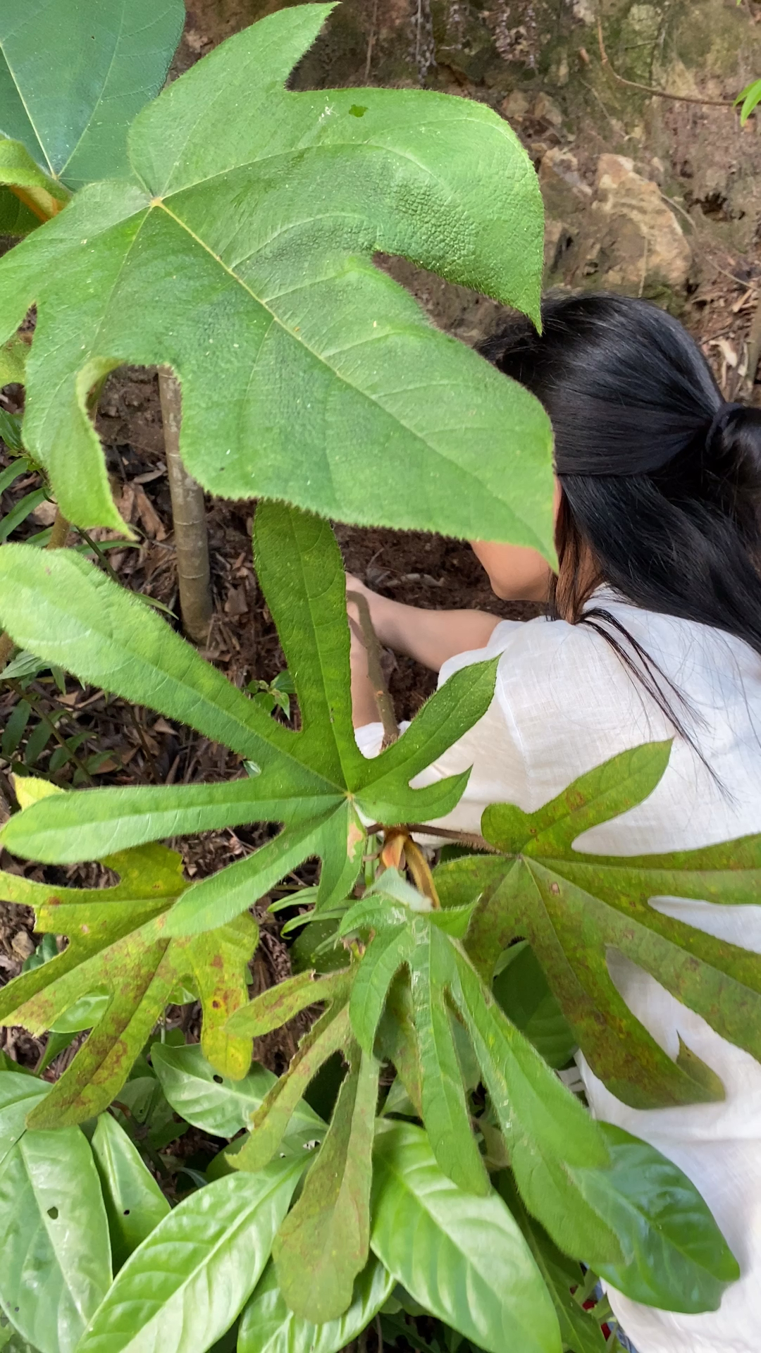 长在岩石边上的细叶七指毛桃-度小视