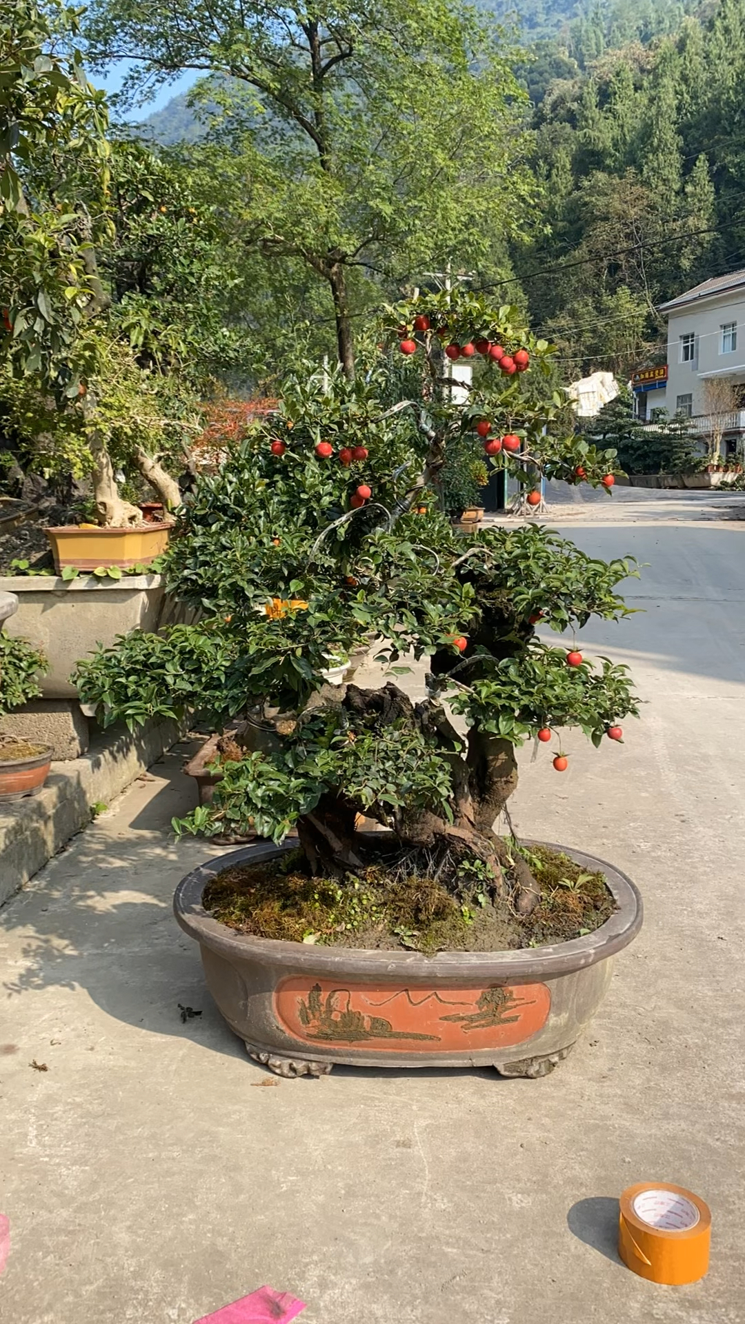 盆景#一棵老桩血红果金弹子-度小视