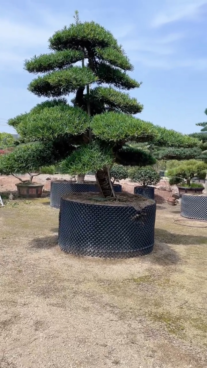 造型罗汉松四季常青不落叶适合庭院别墅农家小院栽植