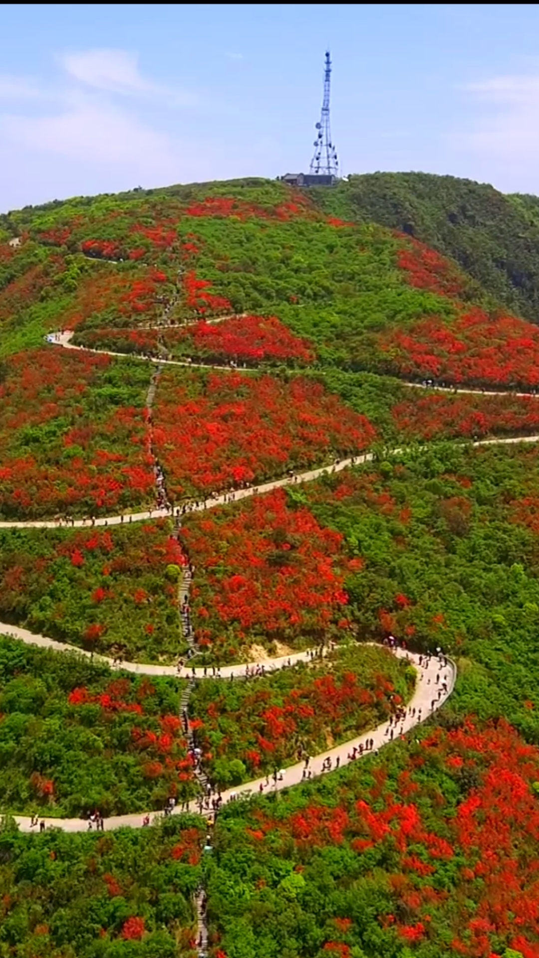 湖南阳明山杜鹃花海,每一朵花开,都有一些含苞特放的故事,太美了!