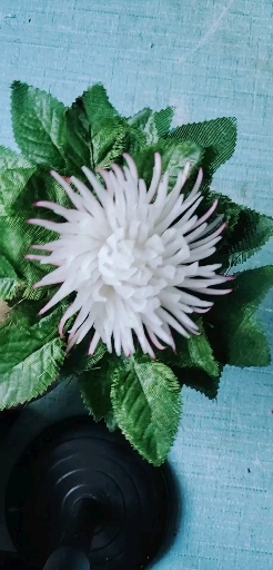 红皮萝卜雕刻#红皮萝卜雕刻菊花