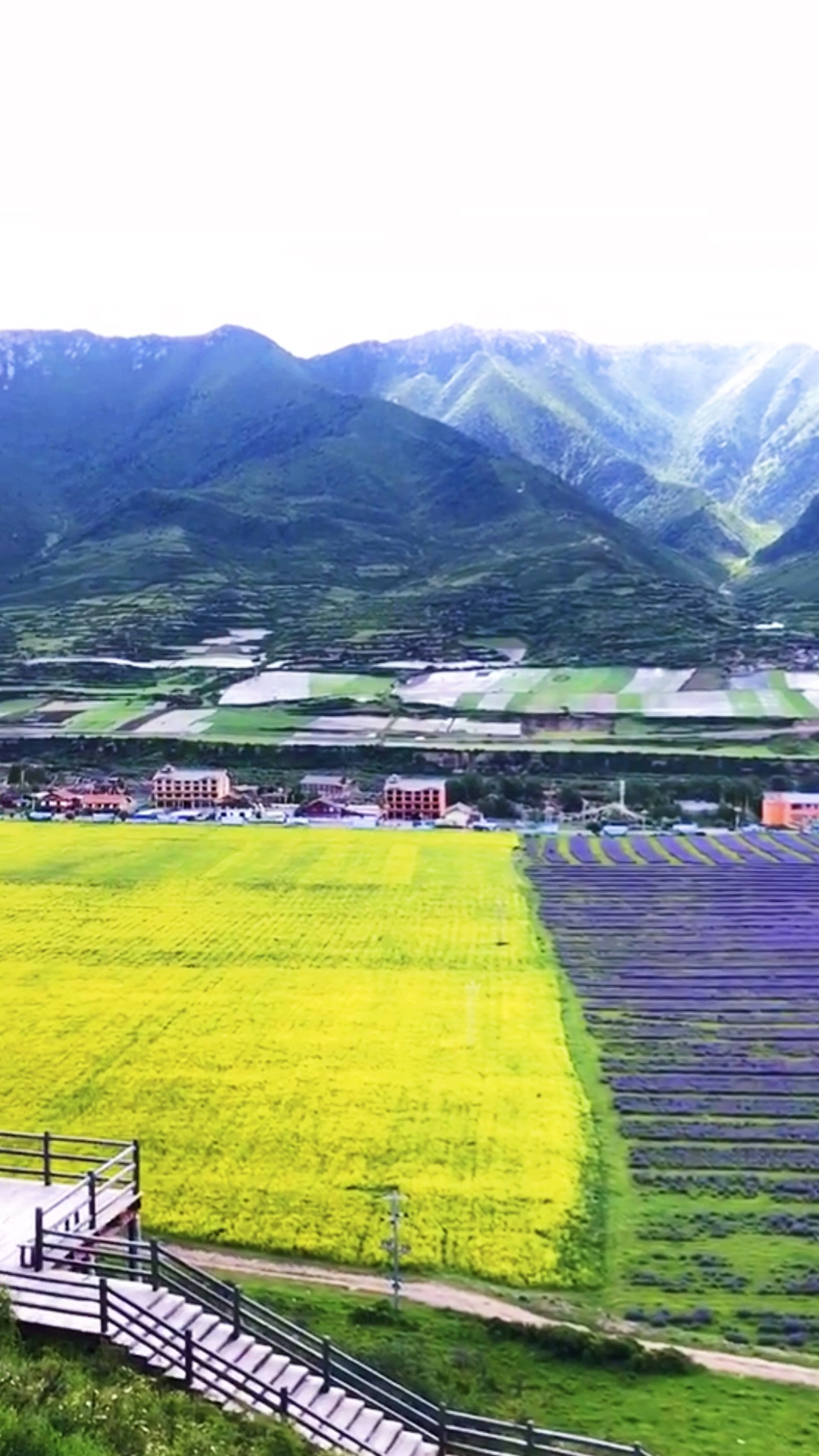 薰衣草#川主寺千亩薰衣草基地花儿开得正烂漫,旅游赏花最佳季.