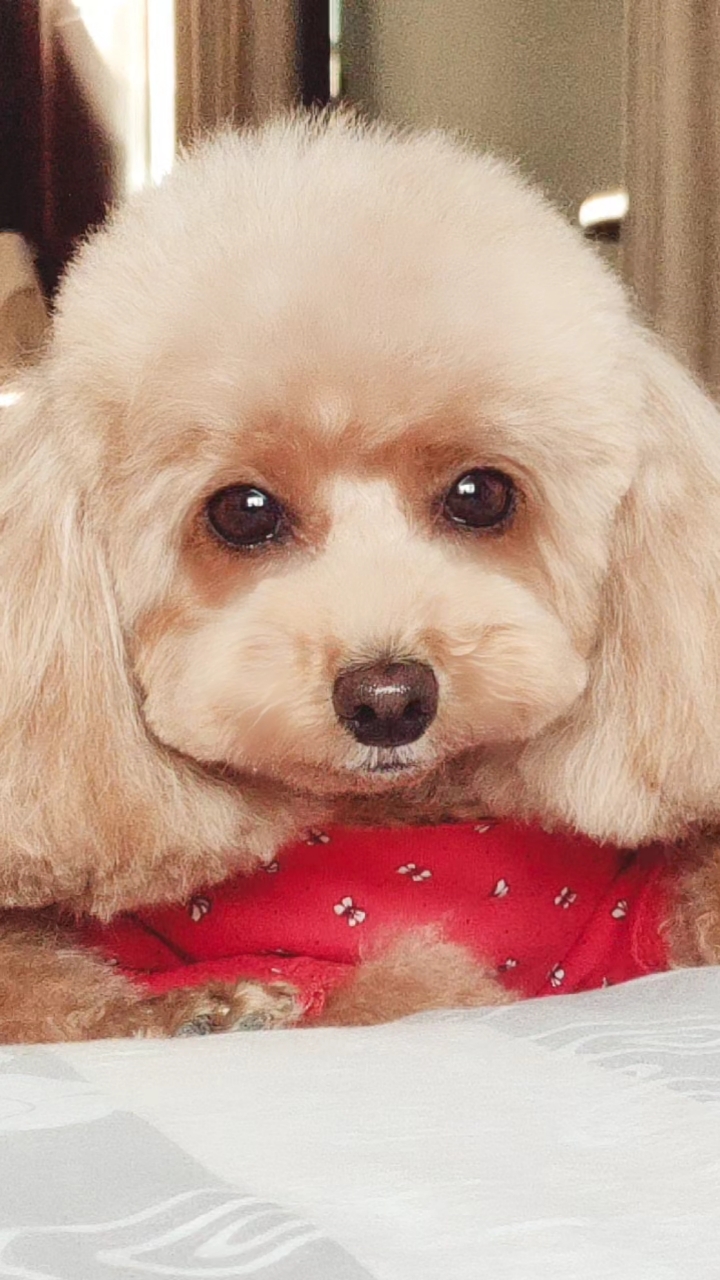 家有萌宠#大眼睛,双眼皮,樱头小嘴,一看就是大富大贵之人.