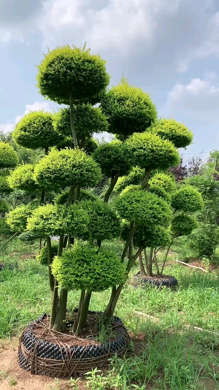 精品亮晶女貞造型樹,四季常青不落葉,適合庭院別墅農家小院栽植