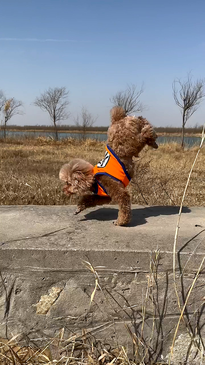 狗子的独门绝技,倒立行走.这么厉害的狗子你见过吗?