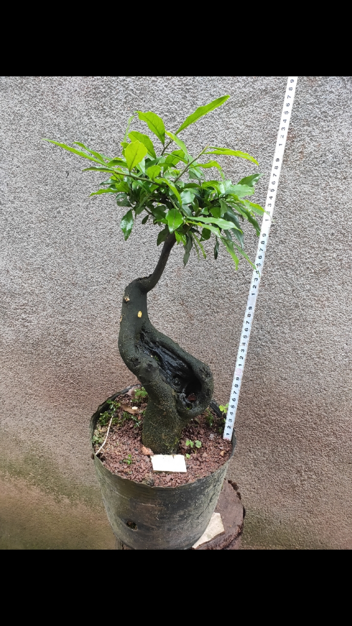 长期出售金弹子盆栽#金弹子熟桩母桩