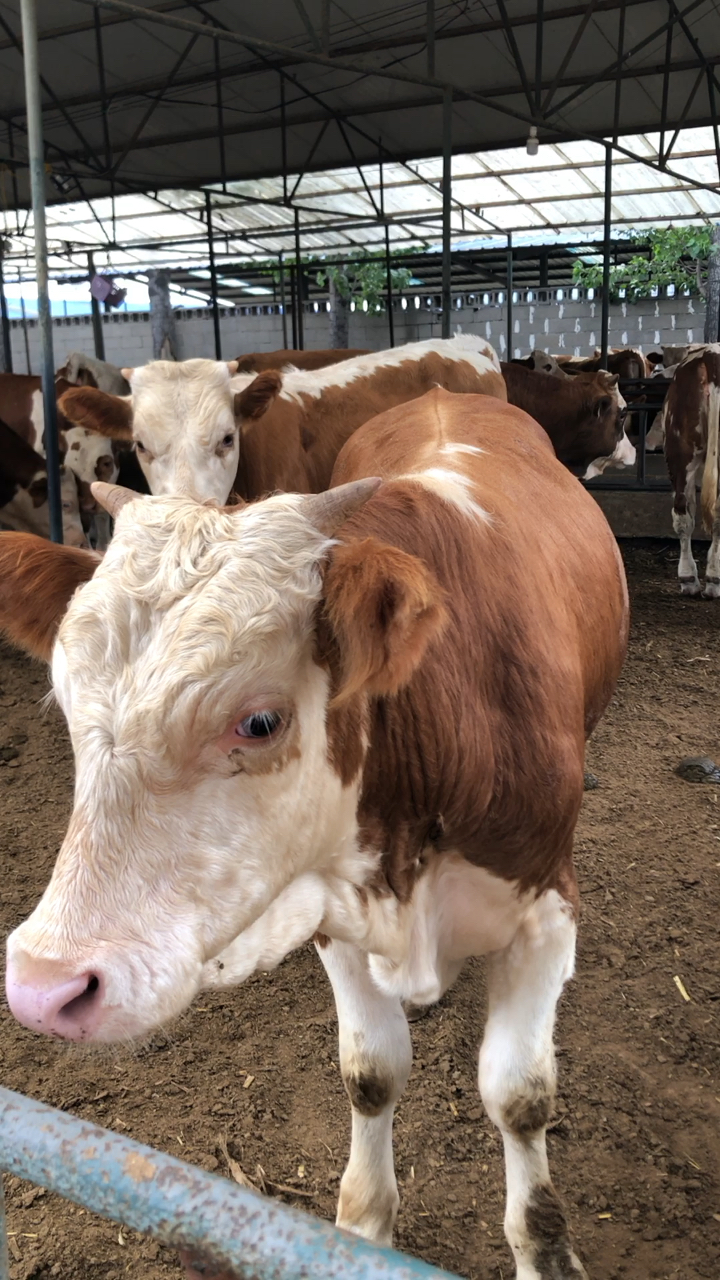 早上好,精品西门塔尔育肥公牛犊,大量出栏