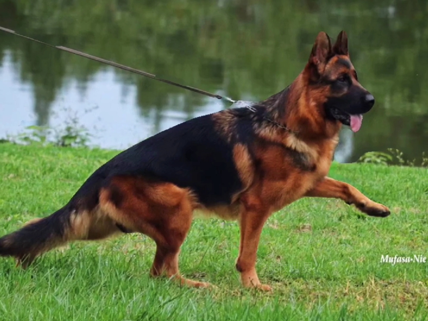 德牧#德牧艺术,va维多克不一样的美