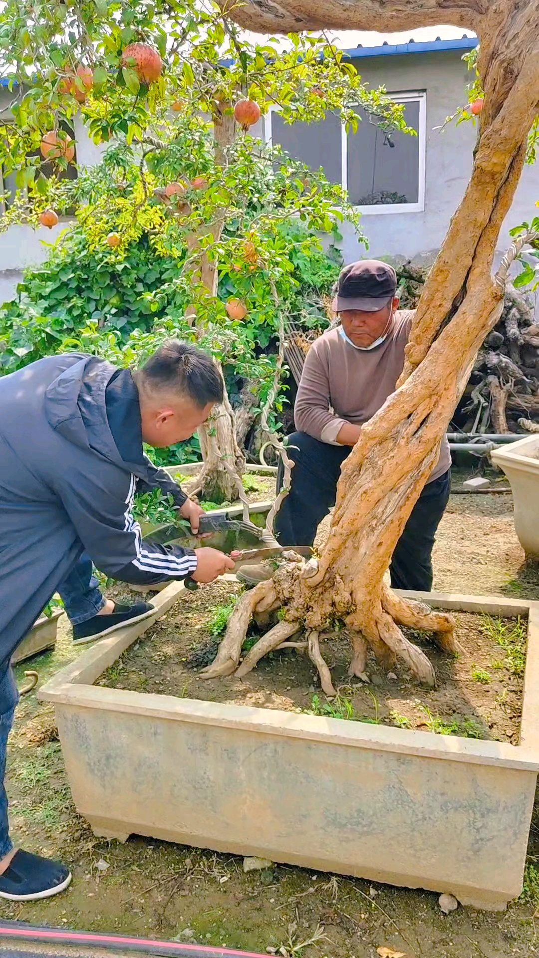 老桩盆景修剪技术图片