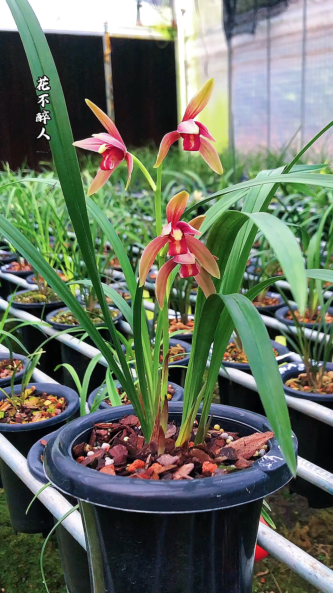 兰花#建兰色花【仙山红】