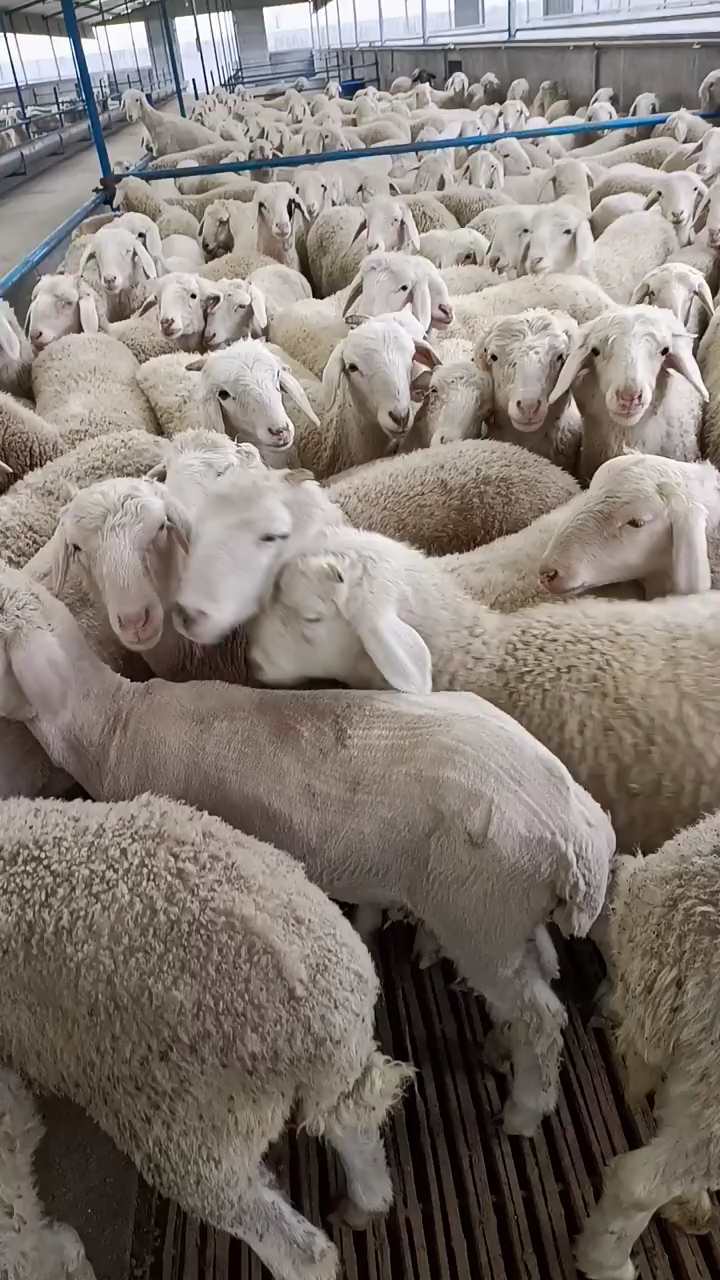 小尾寒羊#纯种小尾寒羊.