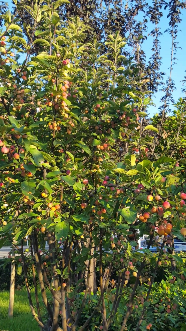 爱笑的向日葵#一片漂亮的果树