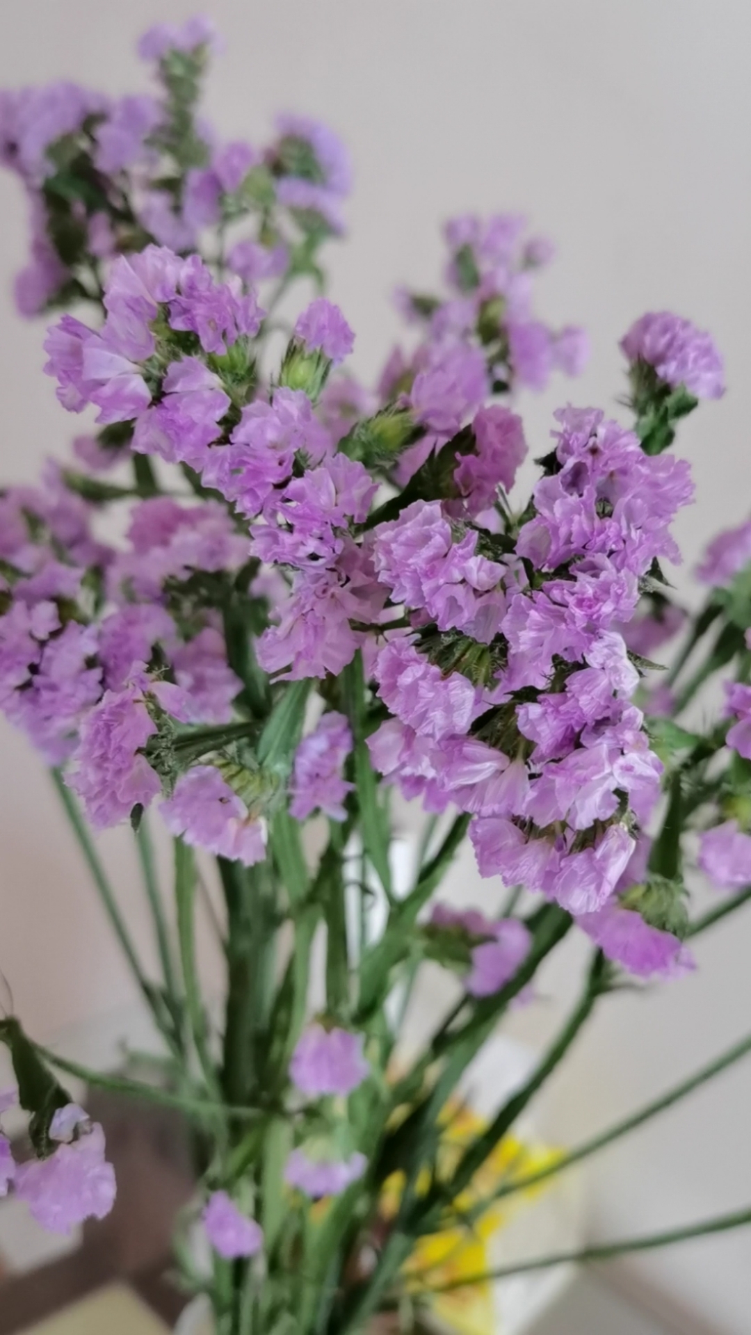 音为有你#勿忘我,白色,粉色,藕荷色,鲜切花和干花都非常漂亮.