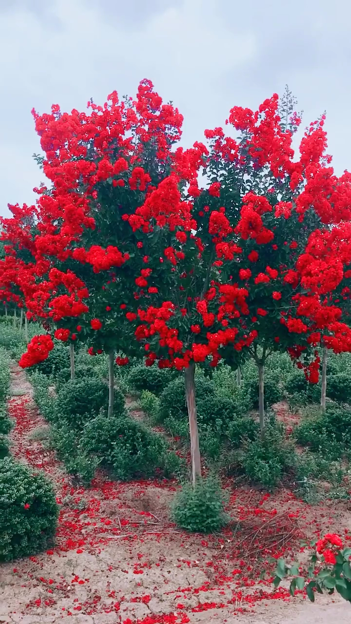红花紫薇,红红火火,适合庭院别墅农家小院绿化栽植,花期长达120天