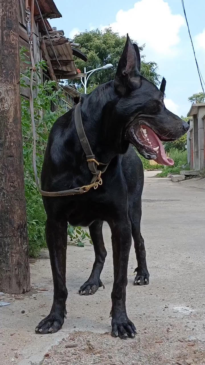 黑狼犬体重图片