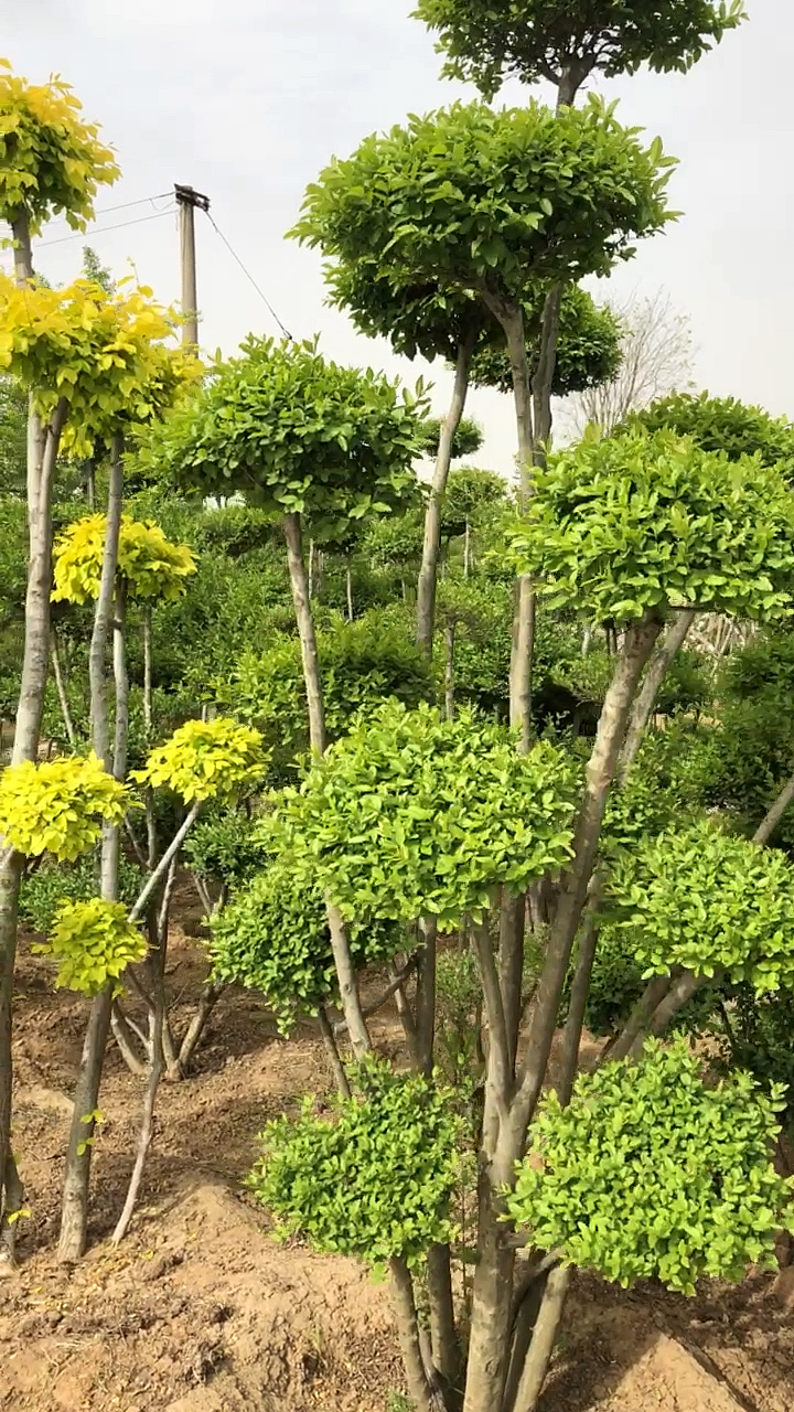 門前庭園風景樹造型女貞多杆叢生已成型需要庭院美化的朋友看過來