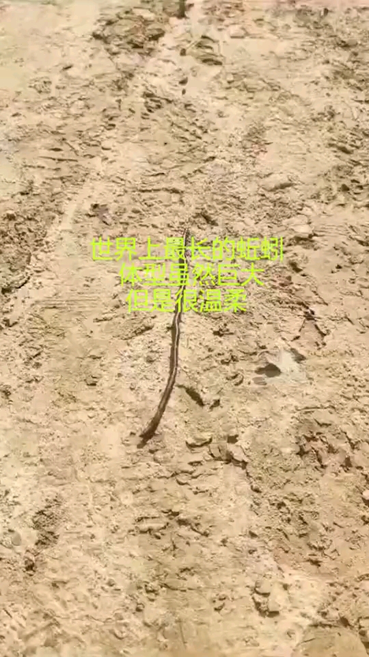 世界上最长的蚯蚓,体型虽然巨大,但是很温柔!