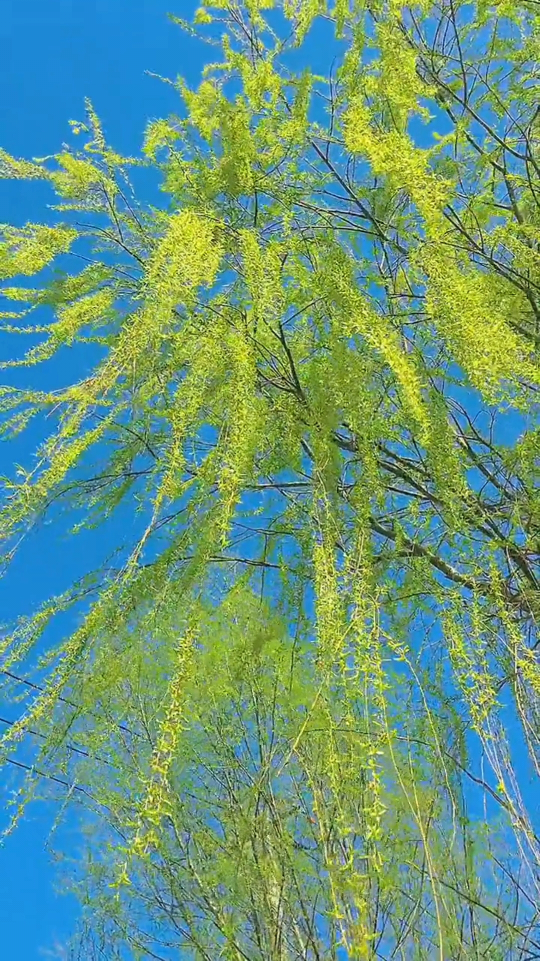 春风吹绿万千条,声声鸟鸣把春报,蓝天柳叶枝头摇,春意盎然心境好.