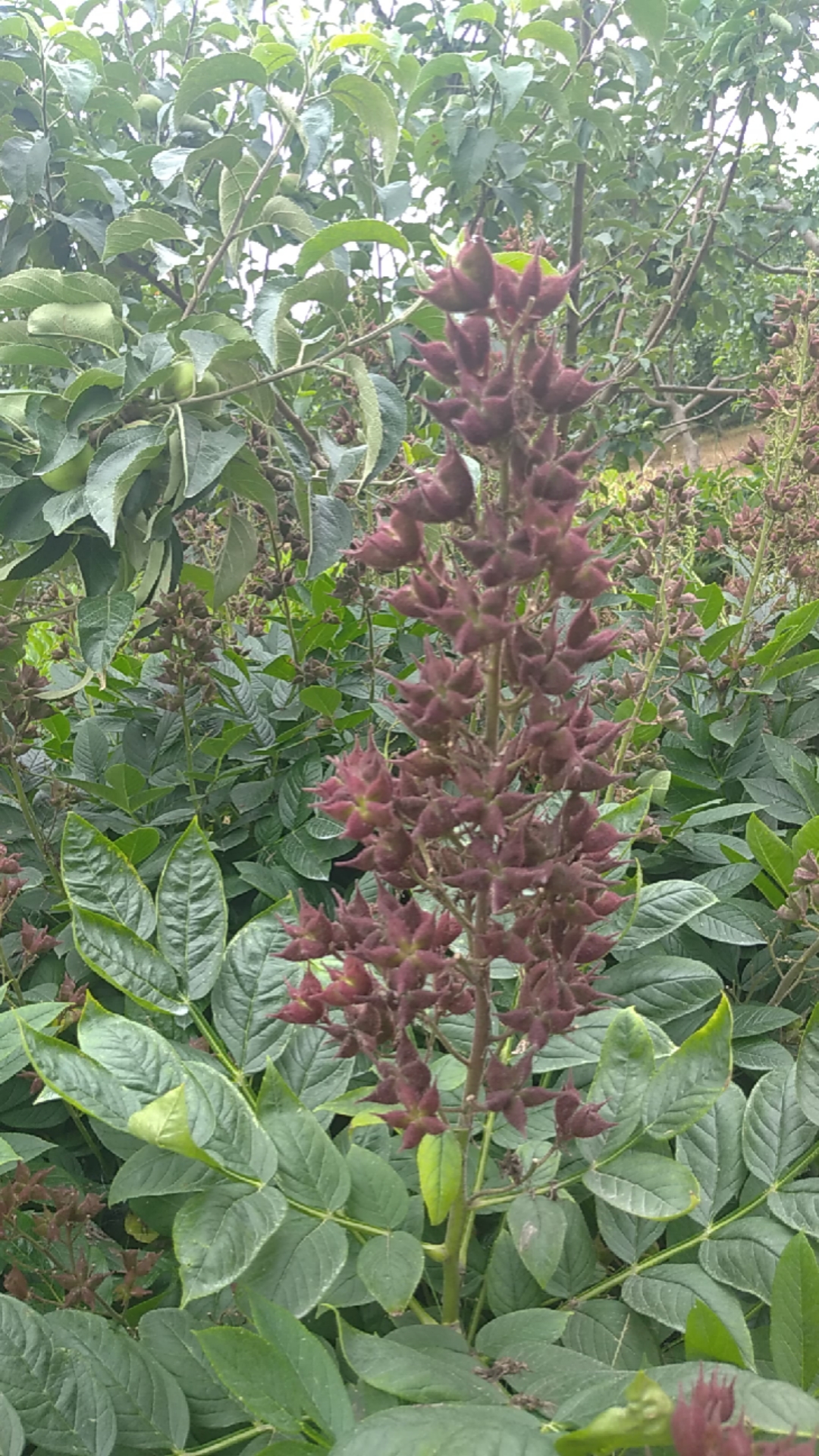 大山里的药材#《八股牛子》