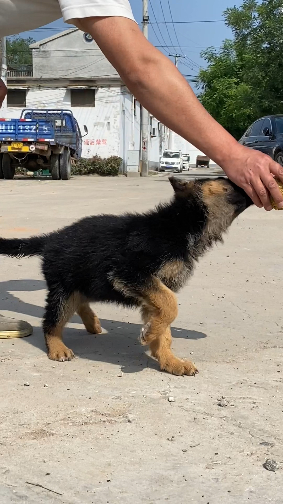 两个多月德牧就这智商,长大了一定是个讨人喜欢的狗子!