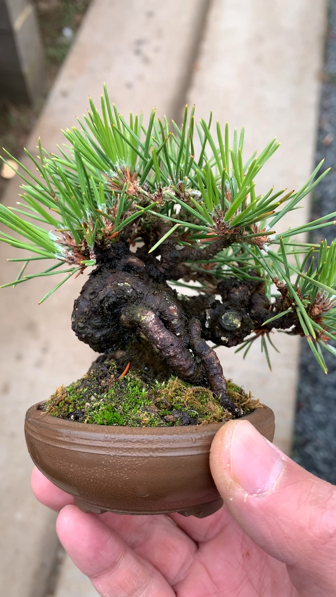 小品三河黑松盆景