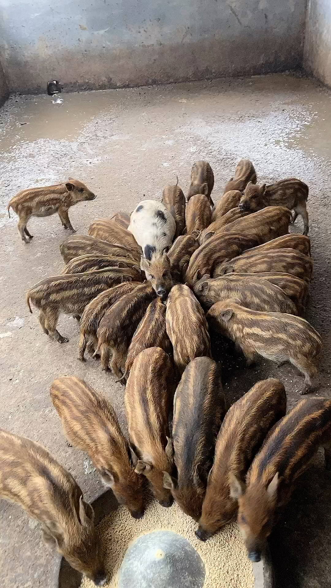 广西野猪养殖合作社图片
