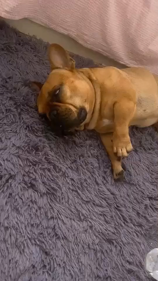 这是怎么了,四肢抽搐,直翻白眼