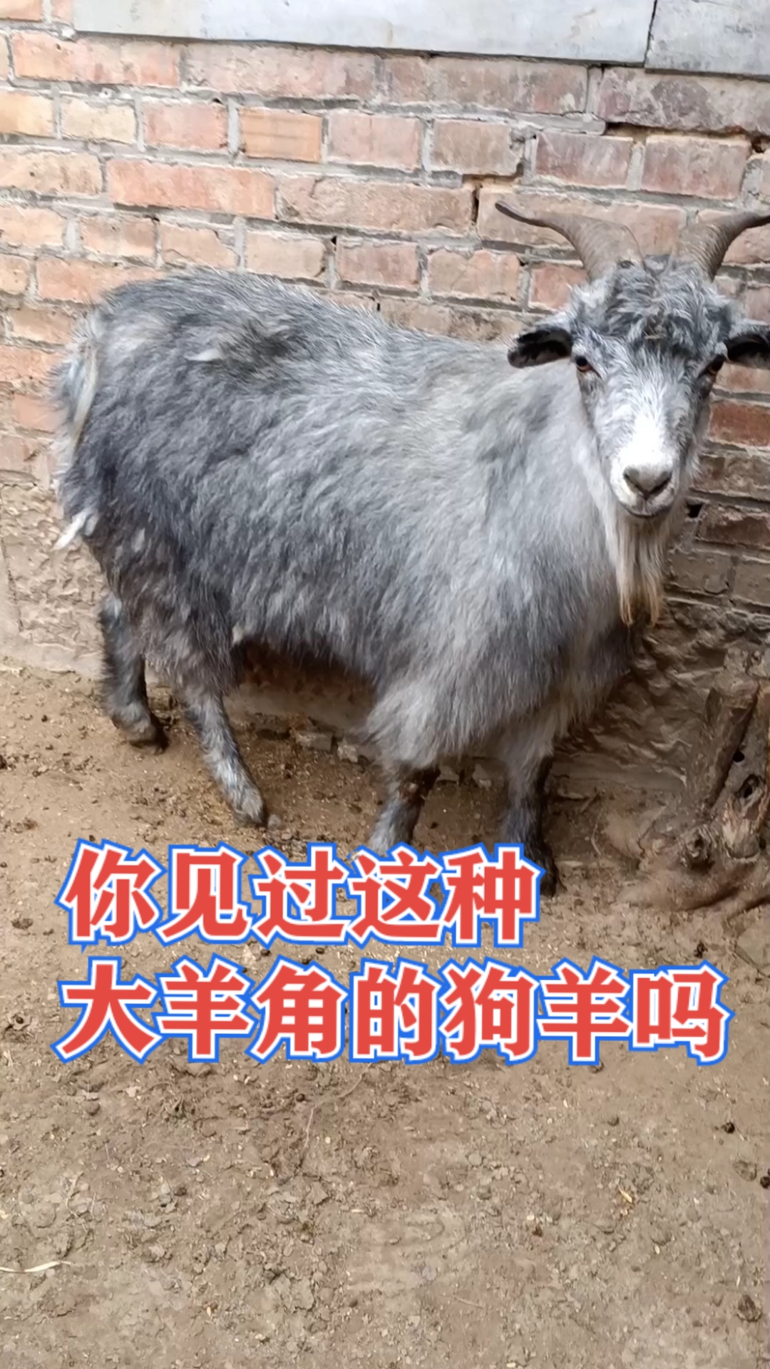 乡村生活#农家养殖的大羊角的狗羊,高产多胎繁殖种羊