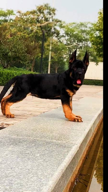 小锤系德牧三个月了#护卫犬#德牧#德牧幼犬#中牧#小锤系德牧-度小视