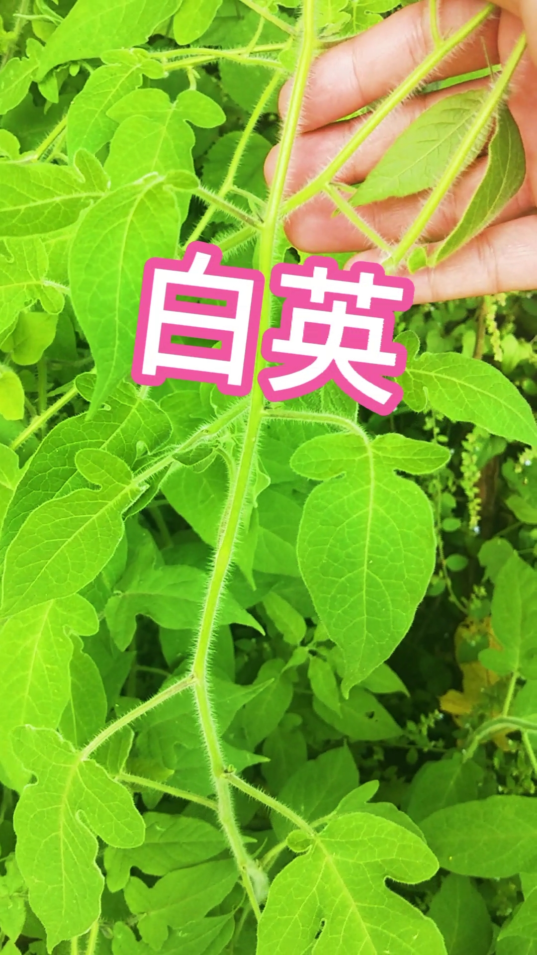 认识中草药#这1种植物全株长有白毛,叫白英,你见过吗?