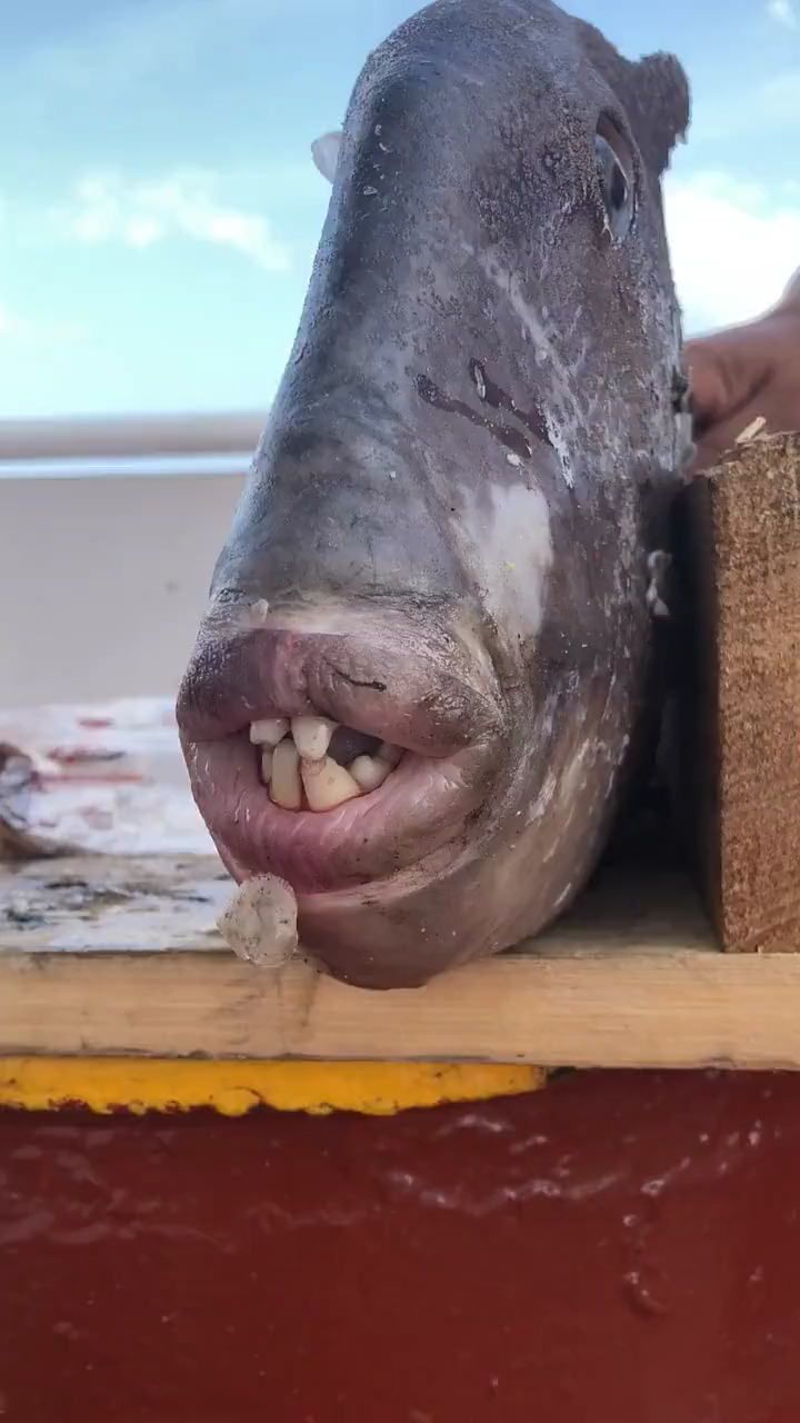 不一样的人生#这鱼长的很丑很凶很吓人?