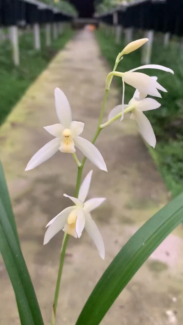 兰花#建兰/漓江雪