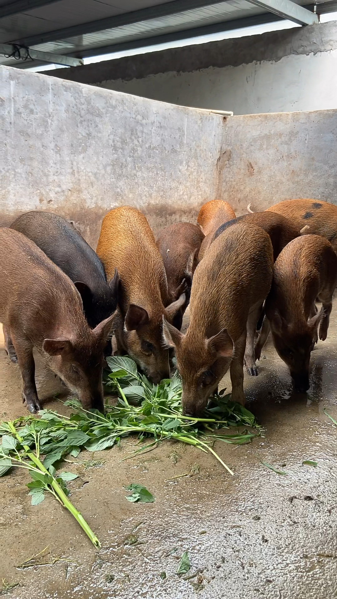走进特色养殖野猪养殖基地老板说这是你能吃到的最纯正的野猪