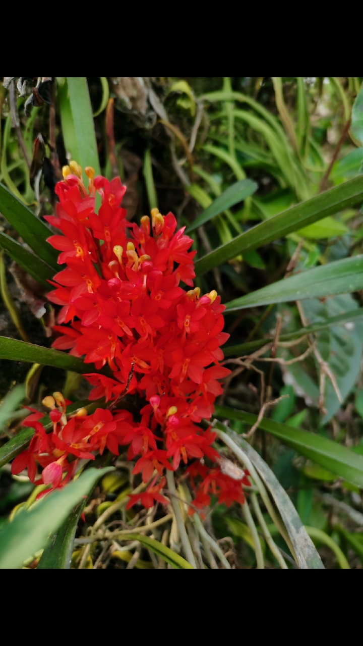 石斛记#鸟舌兰,好大一颗