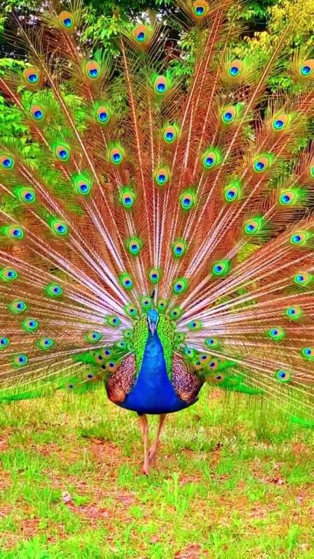 孔雀开屏#看到孔雀开屏,财源滚滚,好运连连