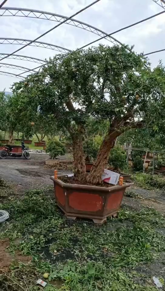 石榴盆景#双杆古树石榴盆景