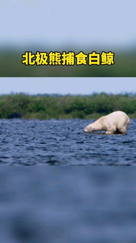 我要上热门#北极熊捕食白鲸