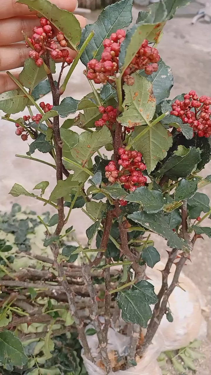 无刺花椒树,新品种,成活率高