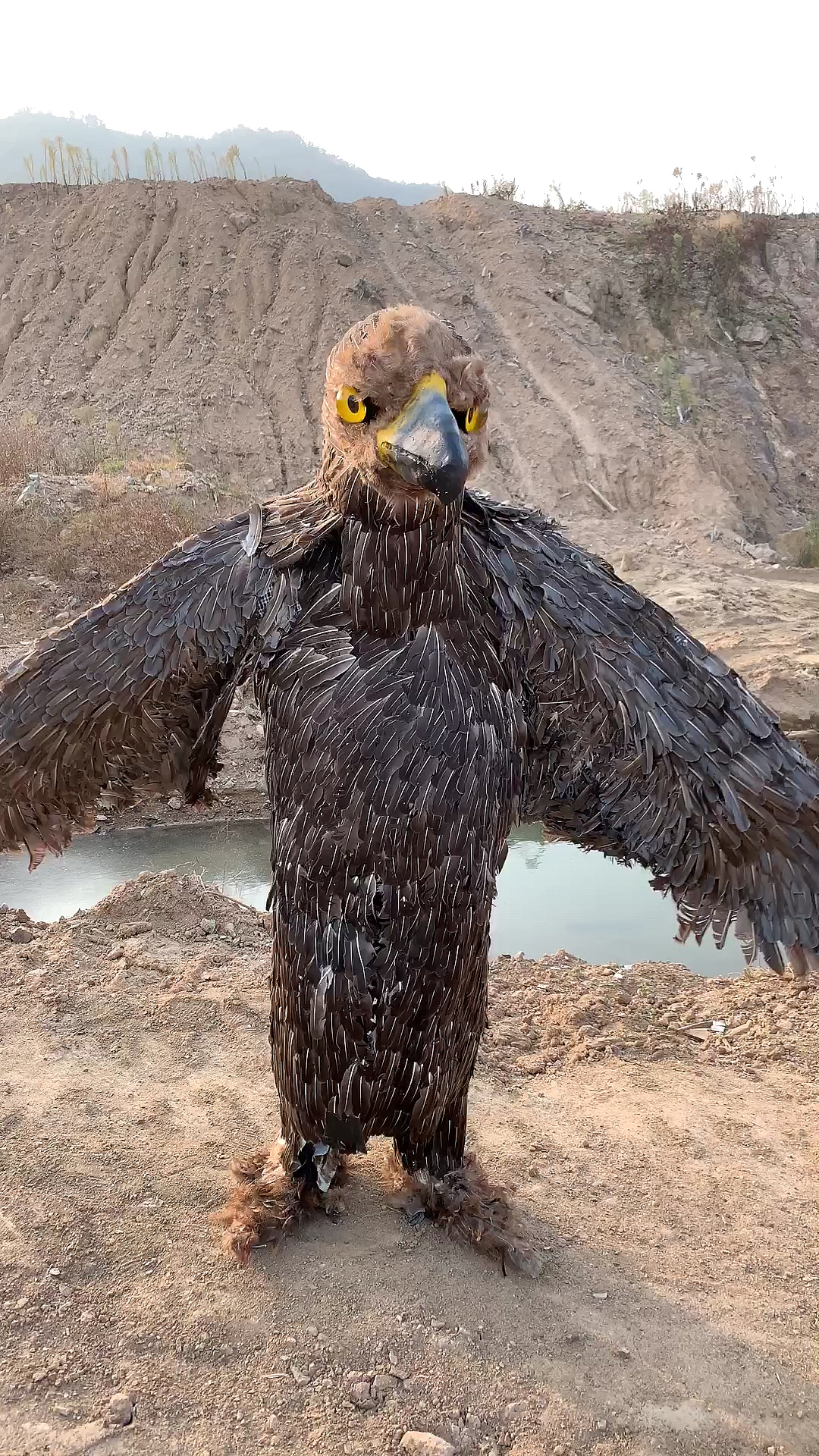 拍戏现场#雕儿:我太胖了,飞不回去呀