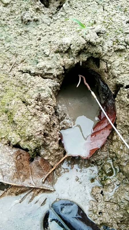 一条小小的蚯蚓,就能把它引出洞