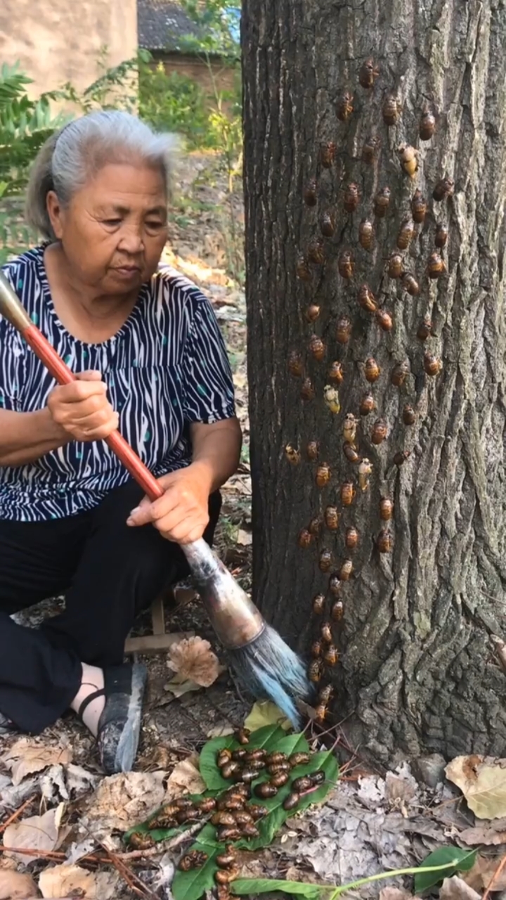 海金蝉啊金蝉金蝉一起来画金蝉